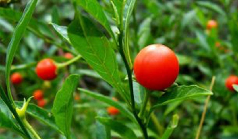 Ashwaganda, a nutritional adaptogen for stress, features a large red berry on leafy, green stalks