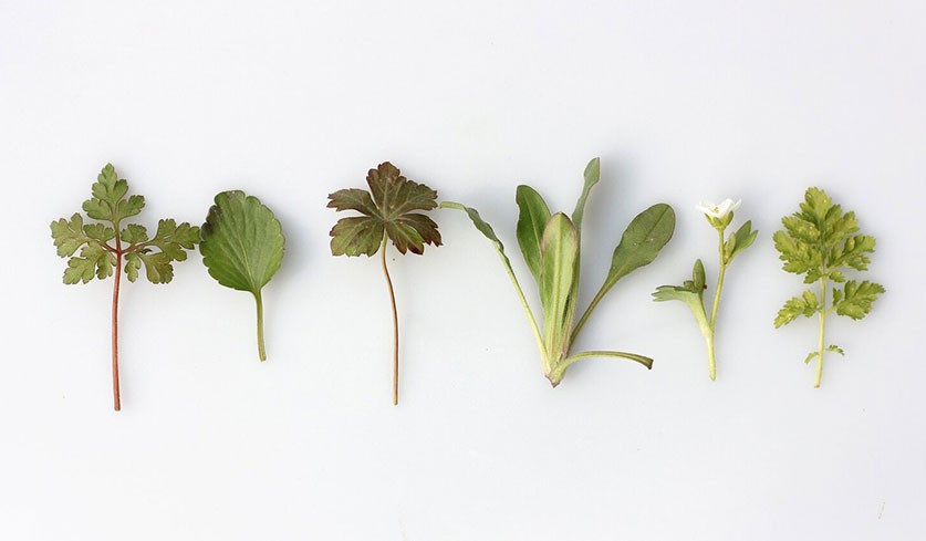 Six different types of herb stems layed out in a row to display the impact bitters can have on gut health