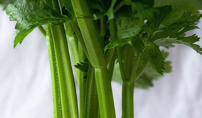 Close-up of Celery Stalks, an accepted detox food